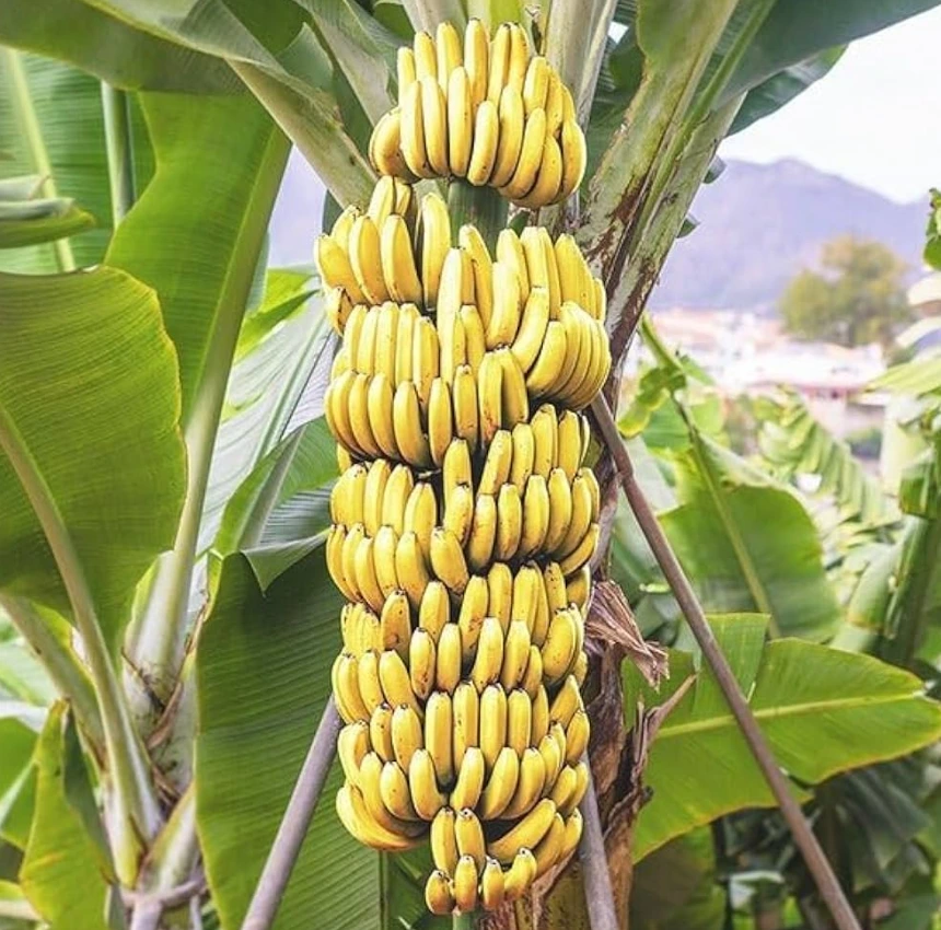 G9 Banana